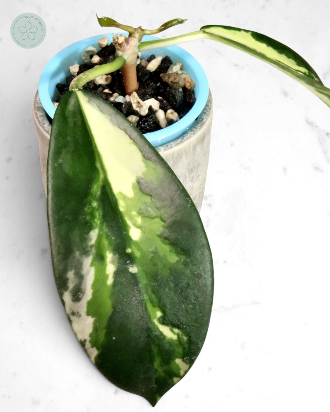 Hoya diversifolia 'Dewata'