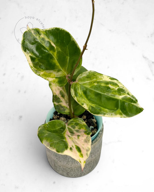 Hoya 'Candy' 🌱 cutting