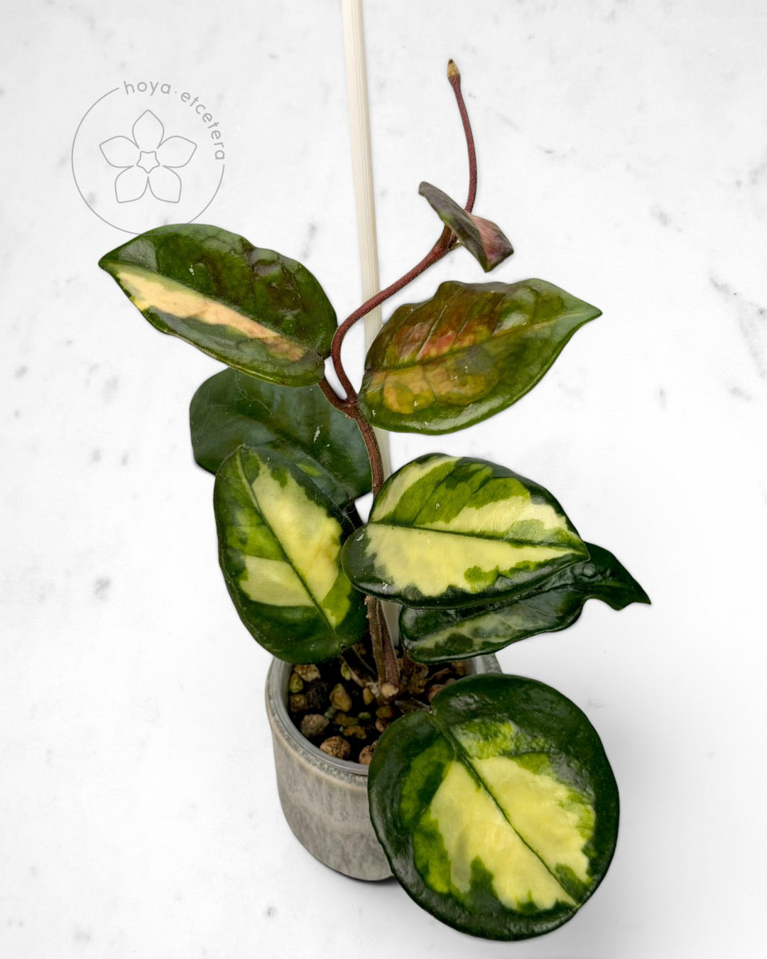 Hoya 'Momo'