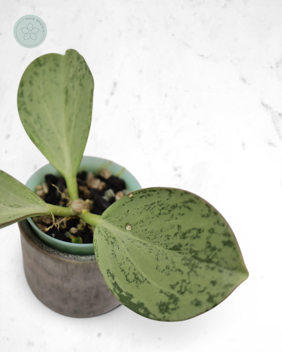 Hoya subquintuplinervis (silver)