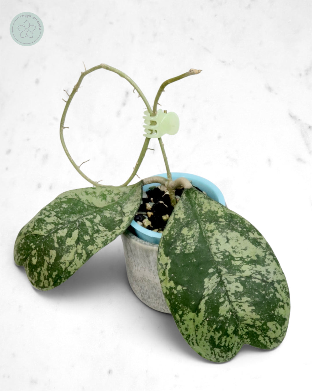 Hoya 'Morning Dew' (silver)