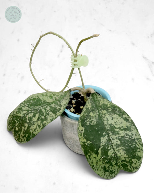 Hoya 'Morning Dew' (silver)