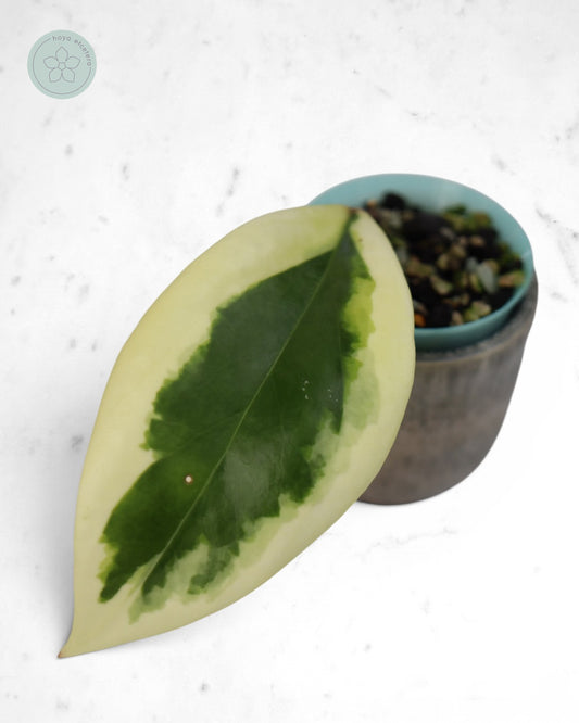 Hoya ilagiorum (albo)