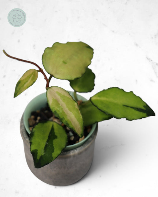 Hoya caudata (variegated)