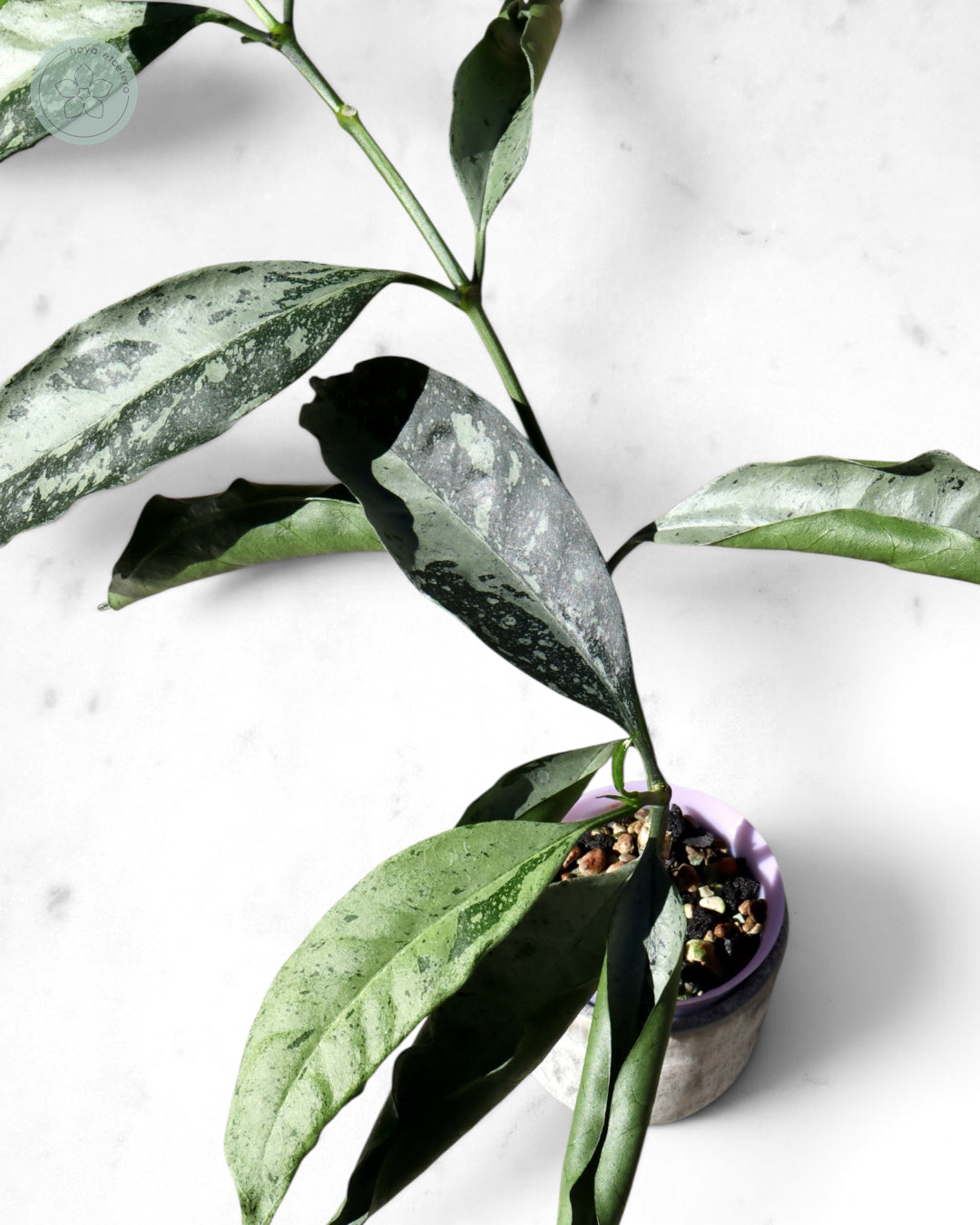 Hoya occultata (silver)