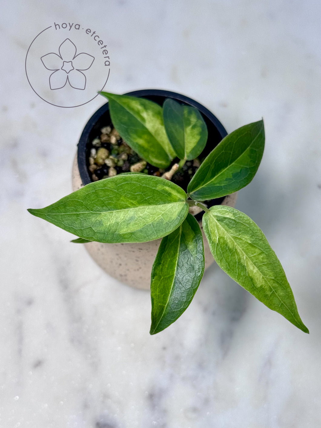 Hoya dennisii 'Frida' (variegated)