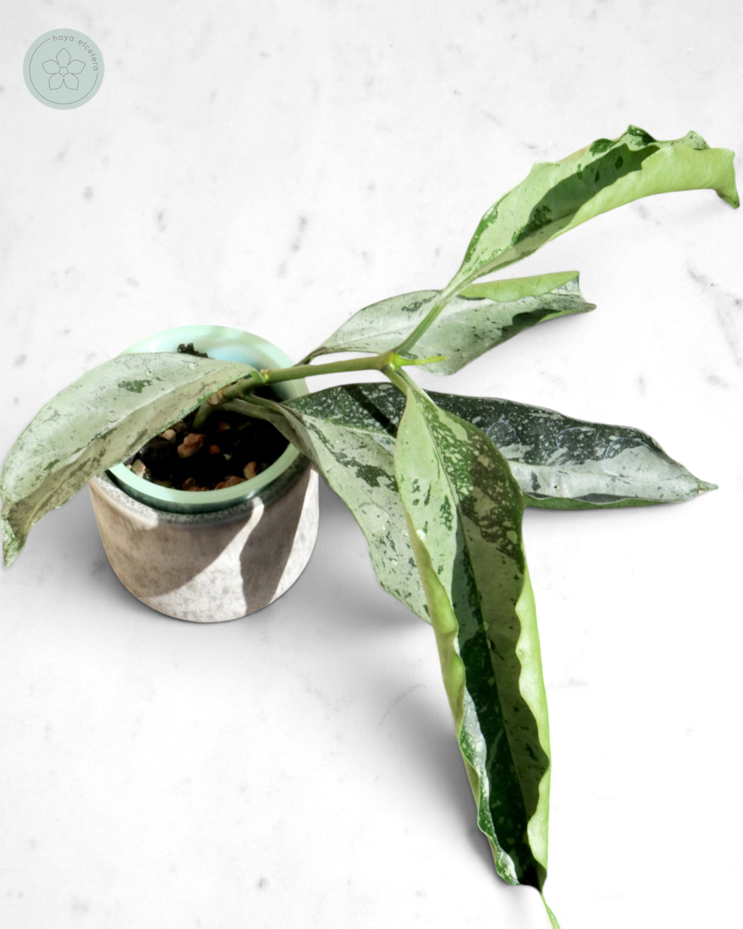 Hoya occultata (silver)