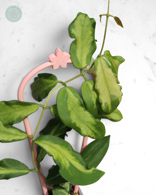 Hoya pimenteliana (variegated)