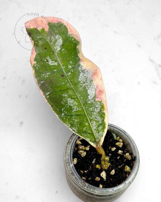 Hoya 'Teddy Bear' (albo)