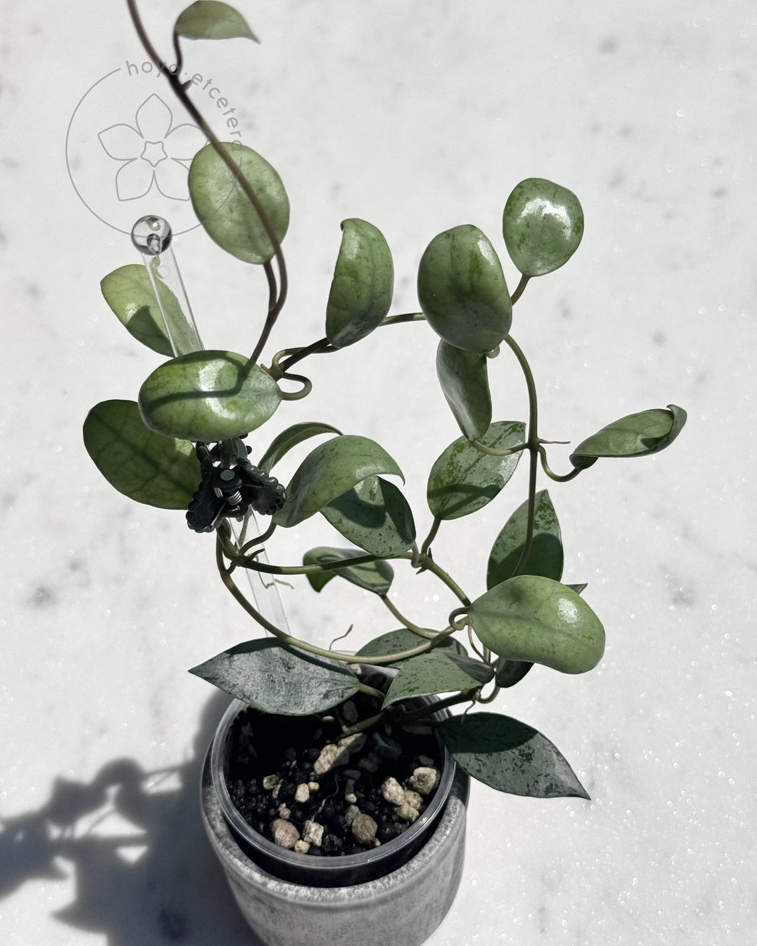Hoya lacunosa 'Sulcata' (silver)