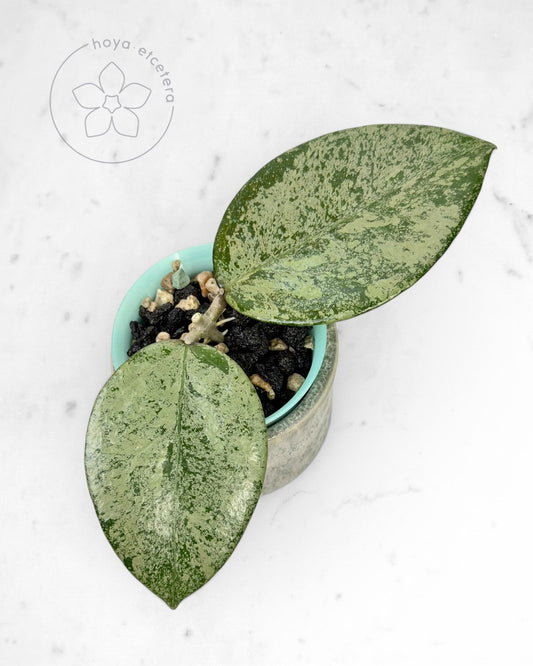 Hoya verticillata (Pacitan silver)