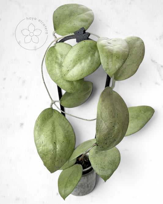 Hoya sp. Menak Sopal (silver)