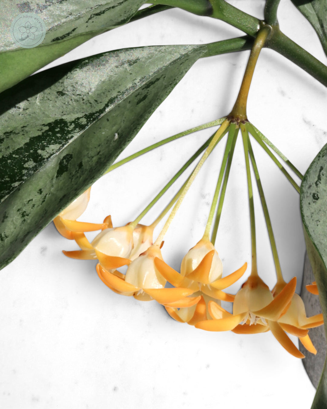 Hoya occultata (silver)