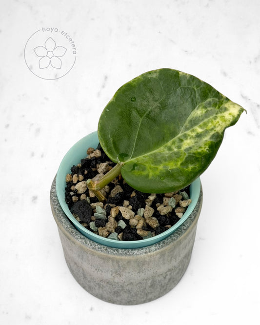 Hoya 'Candy'