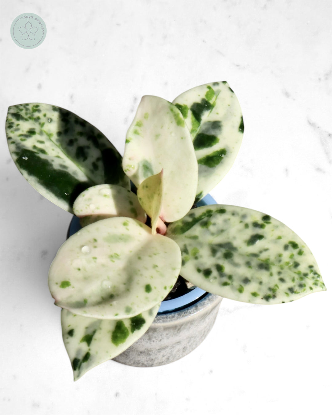 Hoya carnosa 'Madara' (Snow Angel)