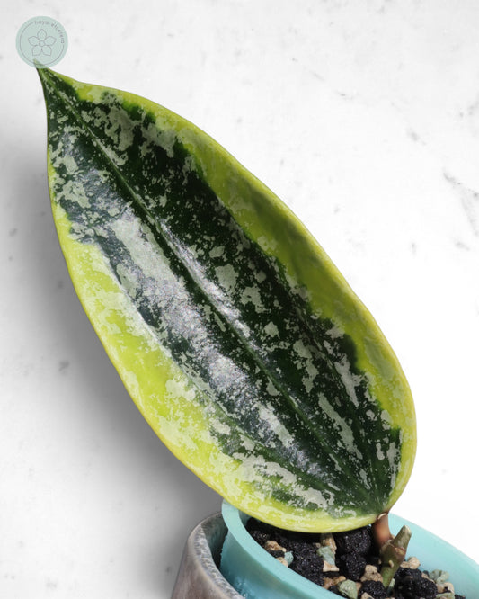 Hoya sp. Rangsan (albo splash) 🌱 cutting