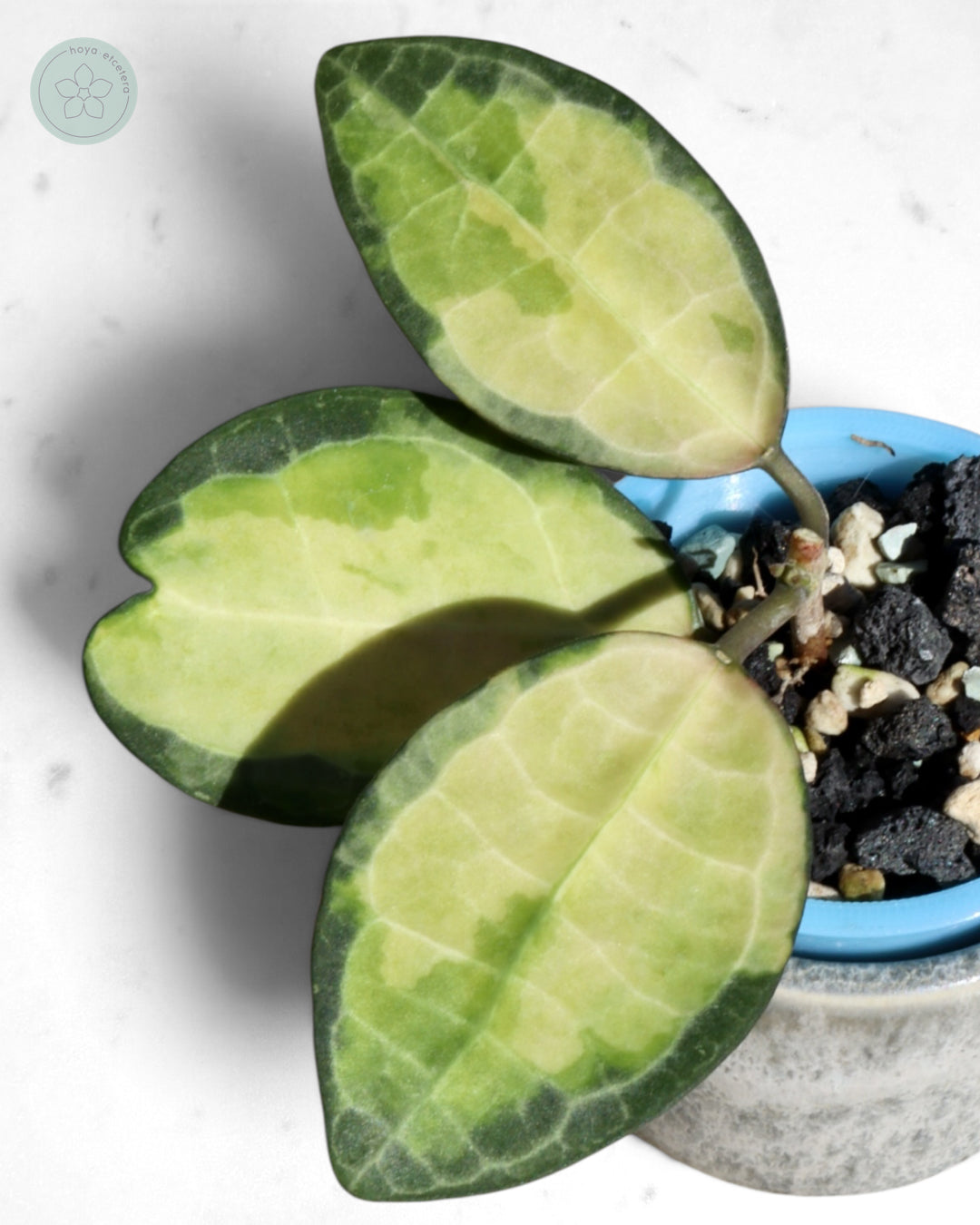 Hoya elliptica (variegated)