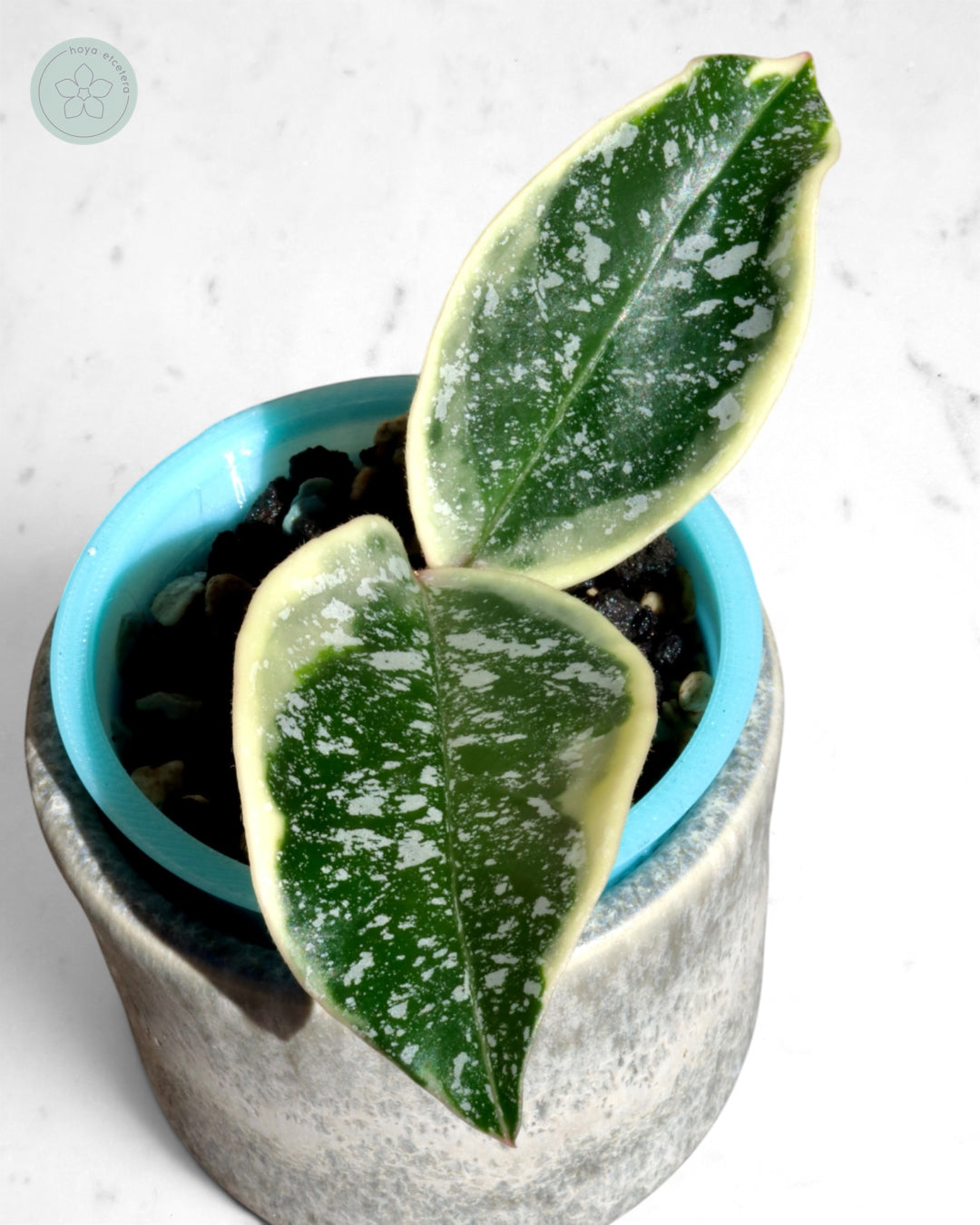 Hoya 'Krimson Queen' (splash)