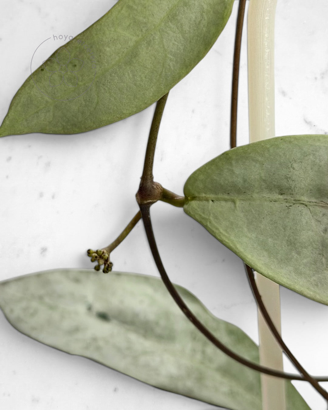 Hoya mitrata (sp. Buntok silver AH clone) with 🌸