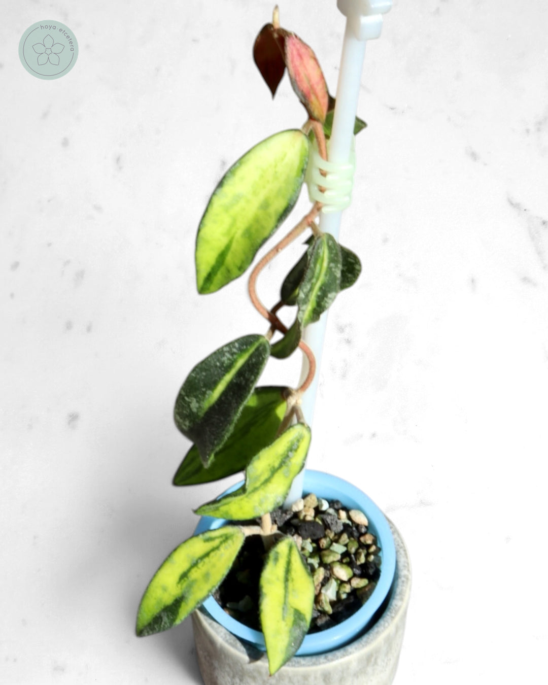 Hoya phuwuaensis (variegated)