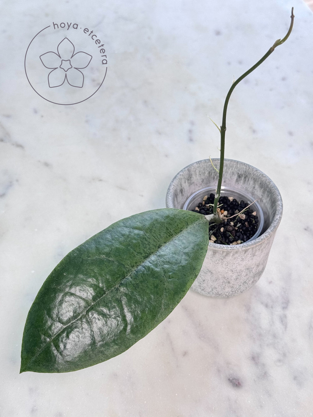 Hoya forbesii (silver)