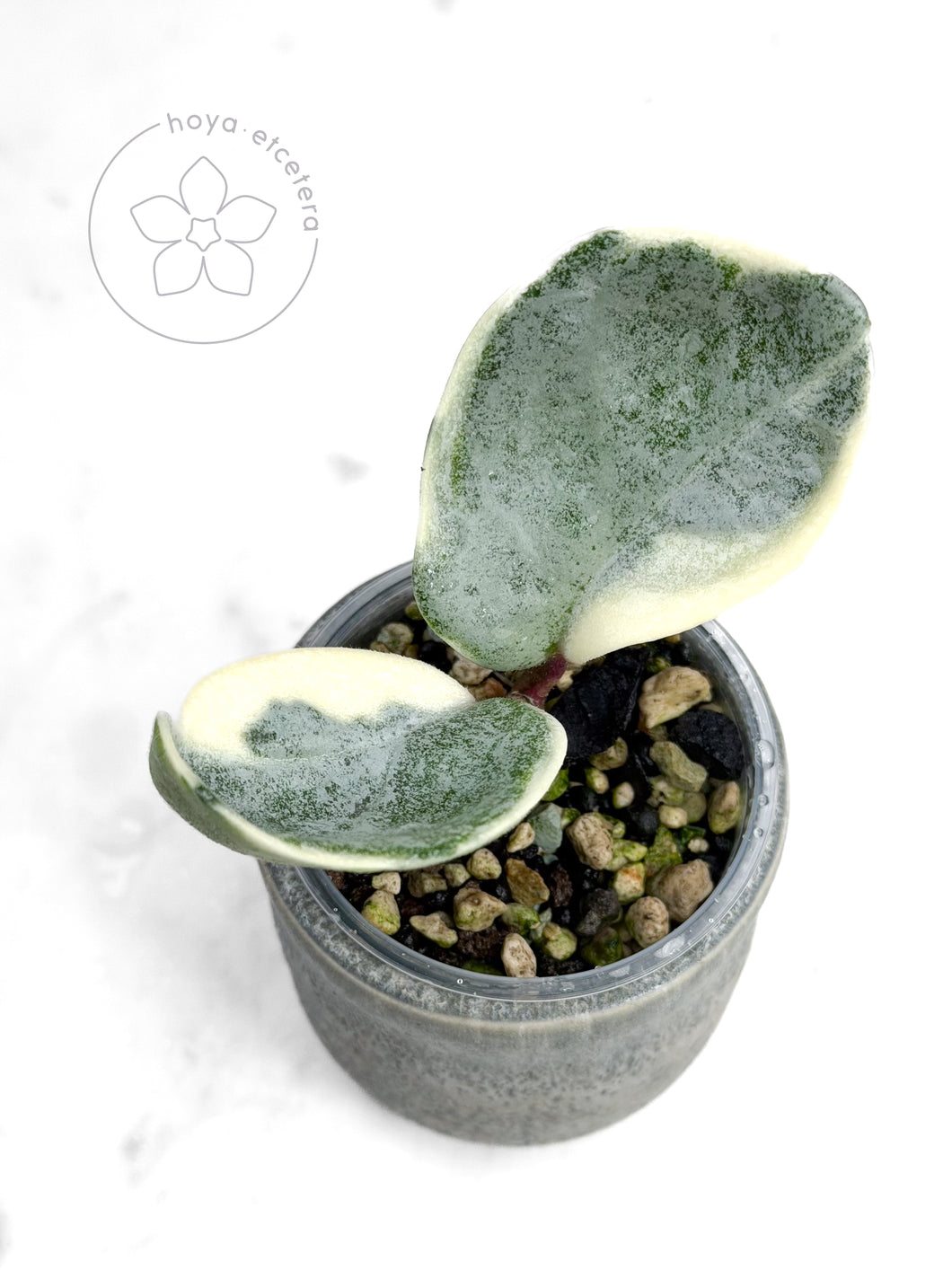 Hoya carnosa 'Argentea Picta'