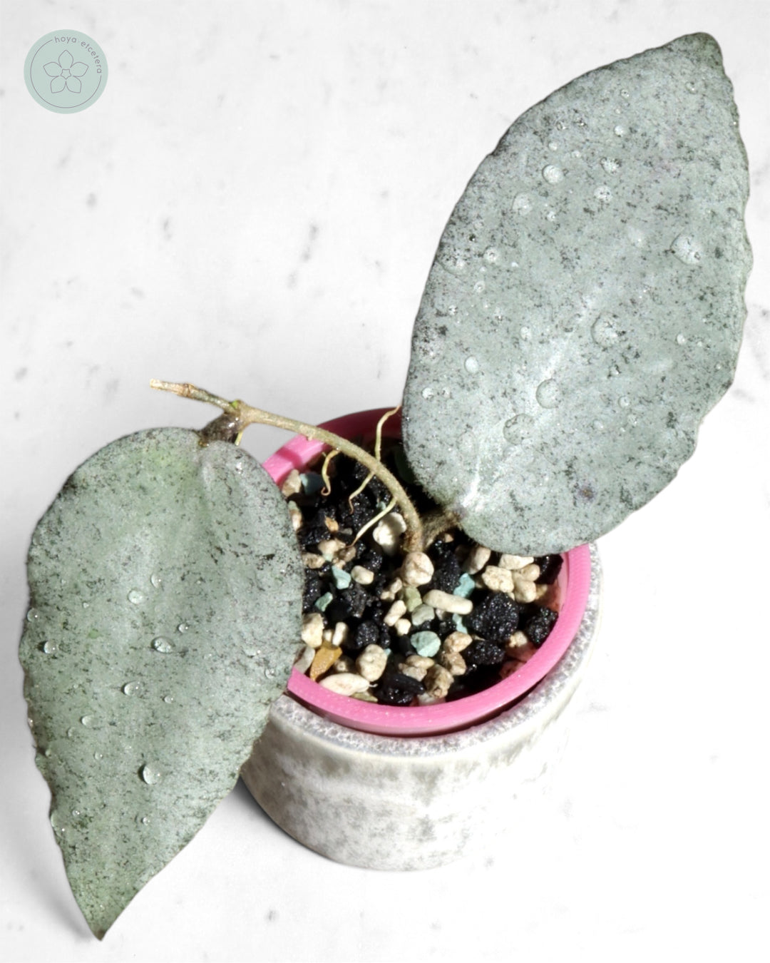 Hoya caudata 'Argene'