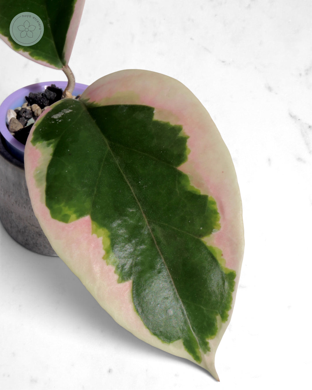Hoya ilagiorum (albo)