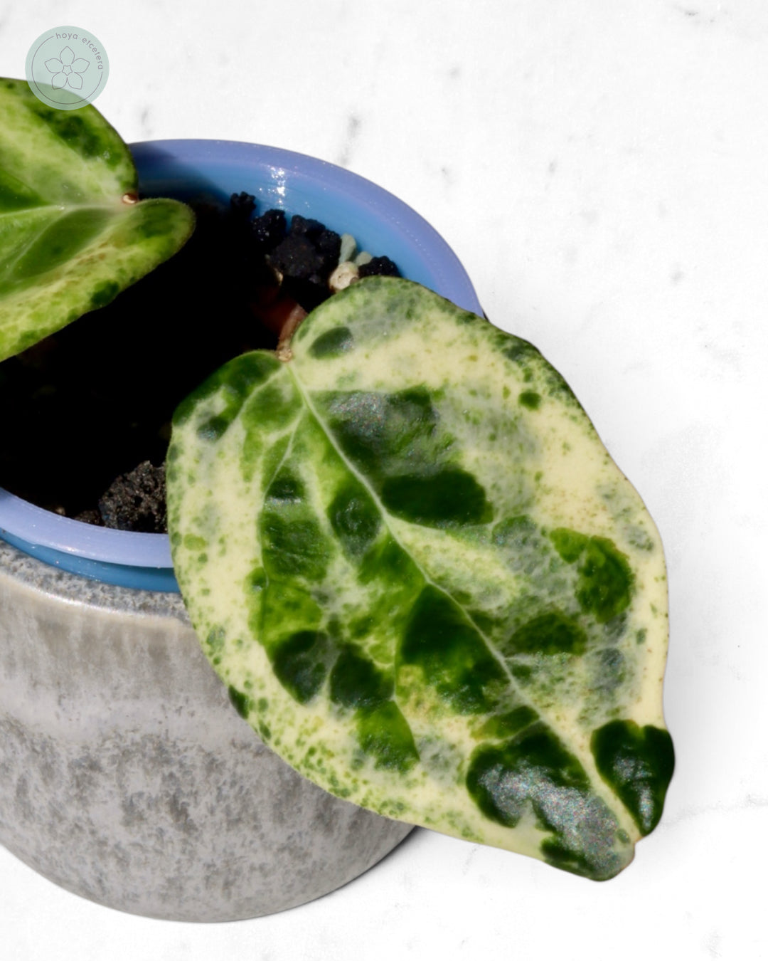 Hoya 'Candy'