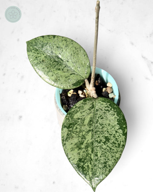 Hoya verticillata (Pacitan silver)