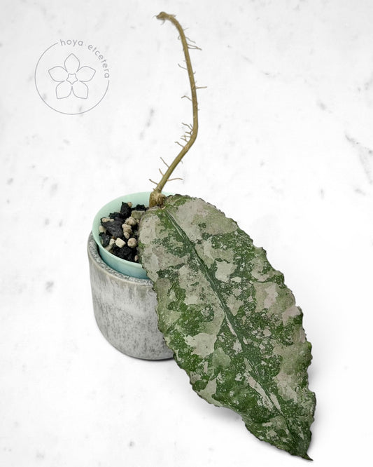 Hoya undulata (silver clone)