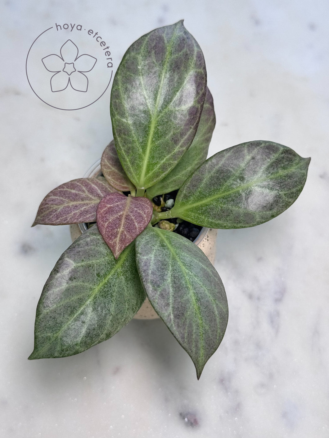 Hoya obscura (silver)