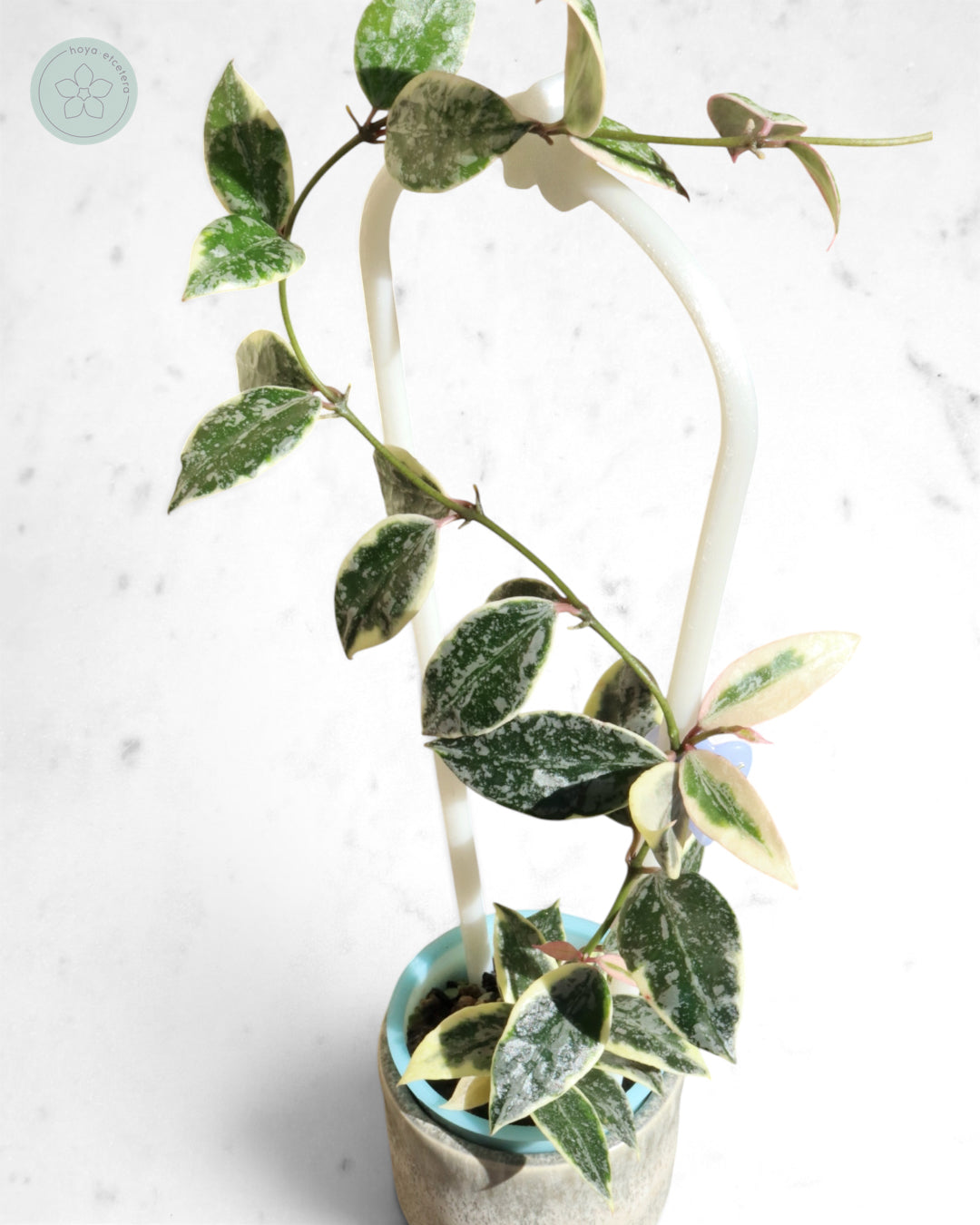 Hoya lacunosa 'Lumina'