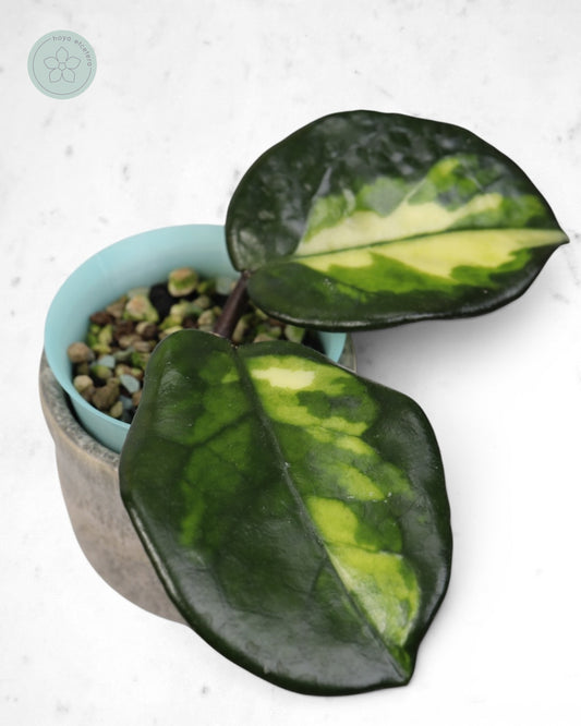 Hoya 'Momo'