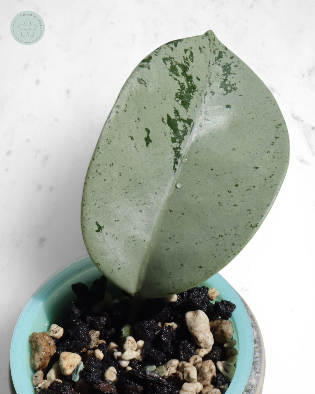 Hoya 'Stardust' (silver)