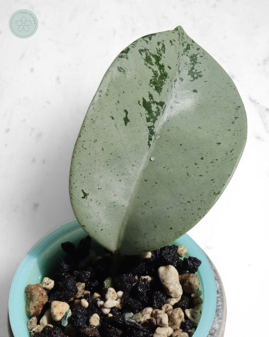 Hoya 'Stardust' (silver)