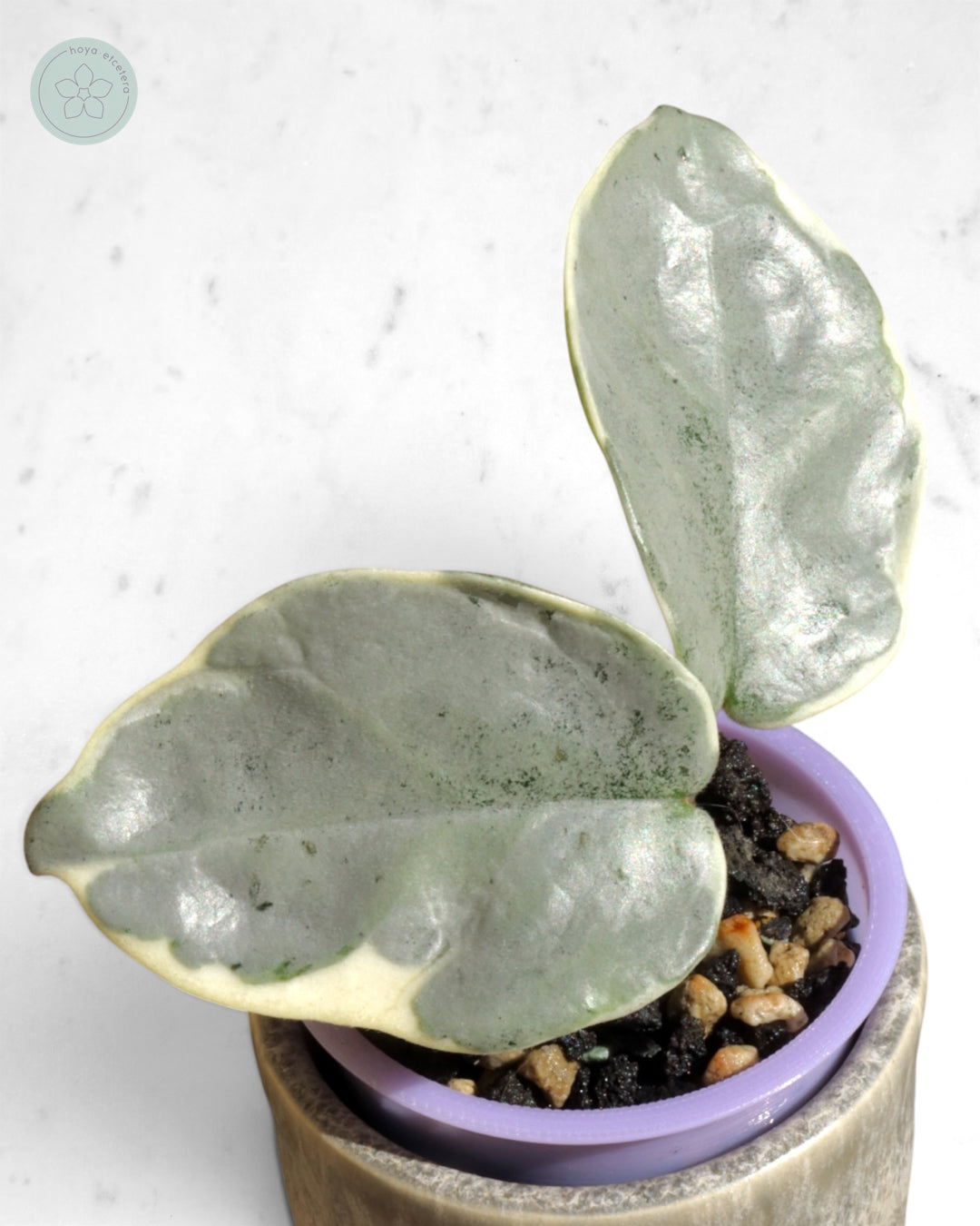 Hoya carnosa 'Argentea Picta'