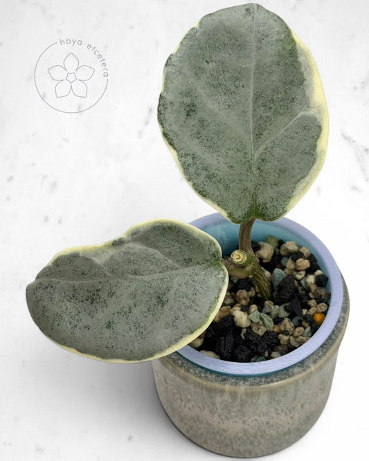 Hoya carnosa 'Argentea Picta' 🌱 cutting