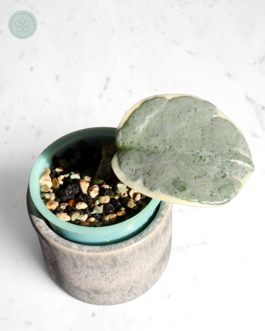 Hoya carnosa 'Argentea Picta'