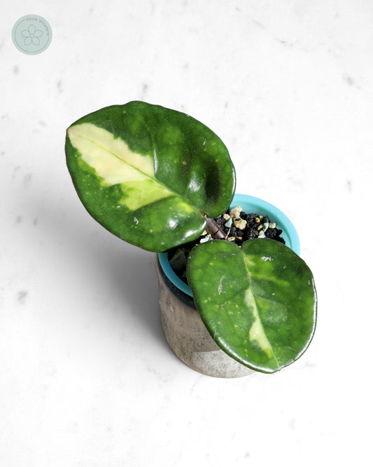 Hoya 'Momo'