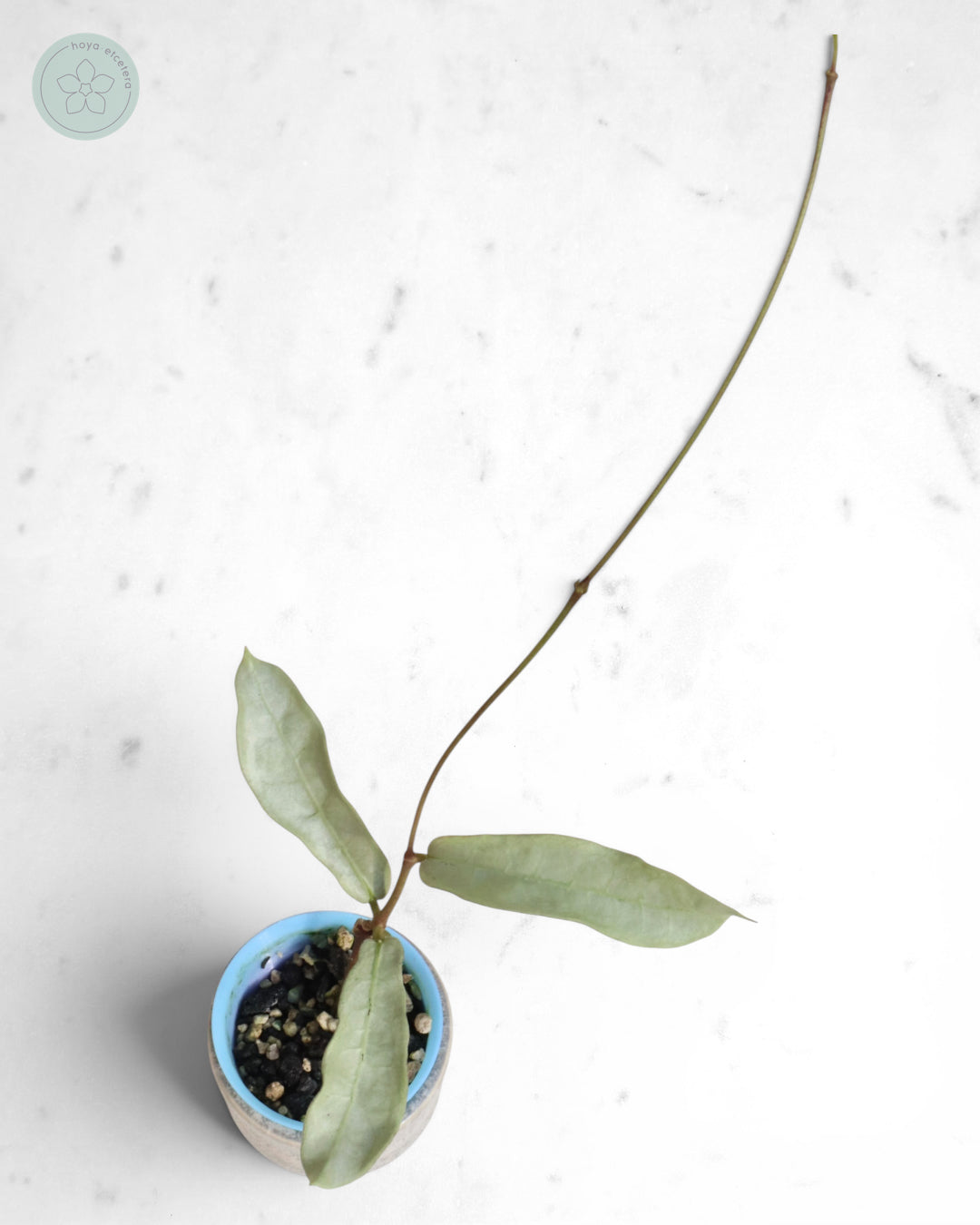 Hoya mitrata (sp. Buntok silver AH clone)