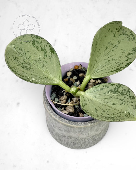 Hoya subquintuplinervis (silver)