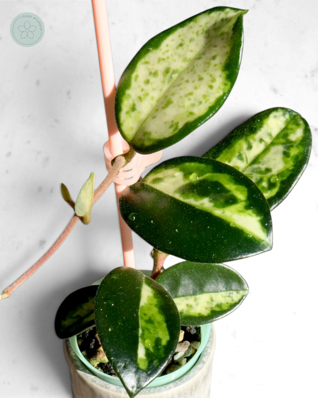 Hoya carnosa 'Madara' (Green Edge)