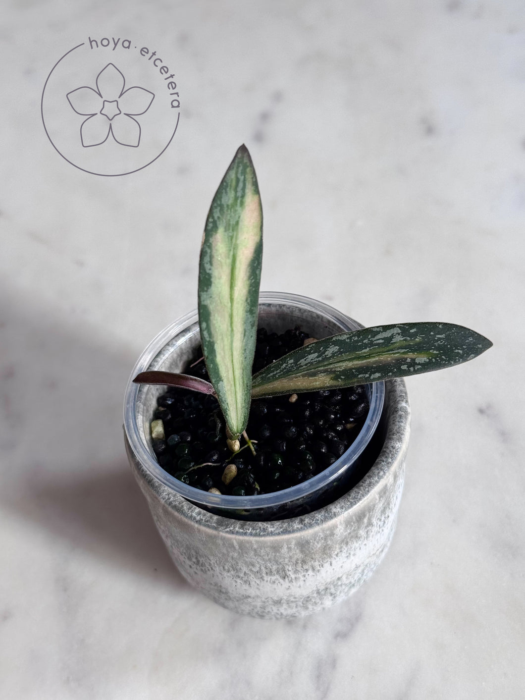 Hoya sigillatis (inner variegated splash)