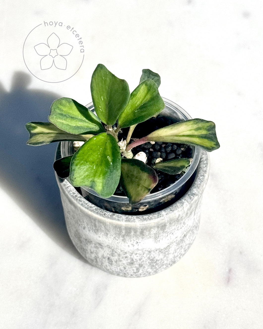 Hoya manipurensis 'Philo'