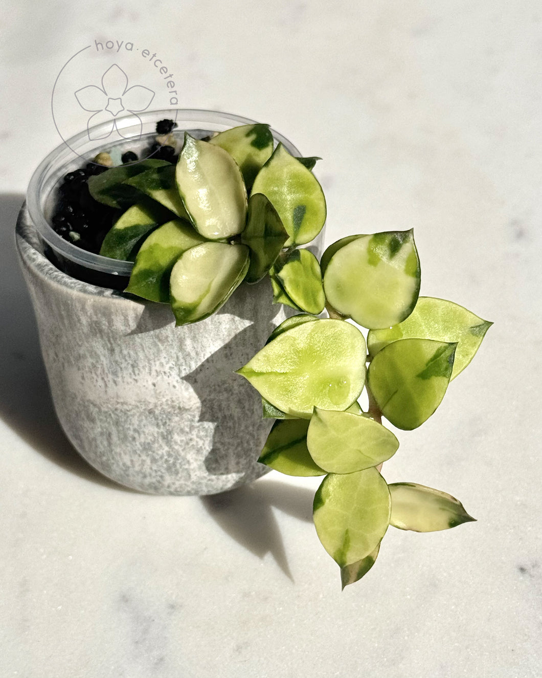 Hoya lacunosa 'Asami' (reverse variegated)