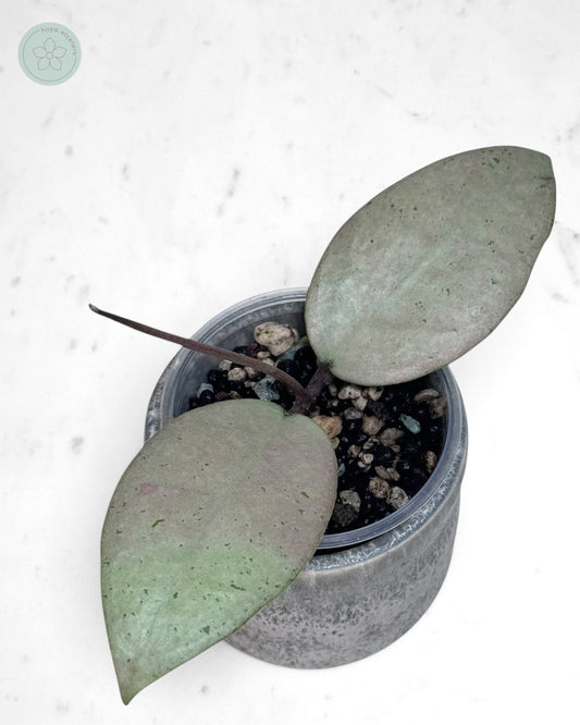 Hoya sp. Menak Sopal (silver)