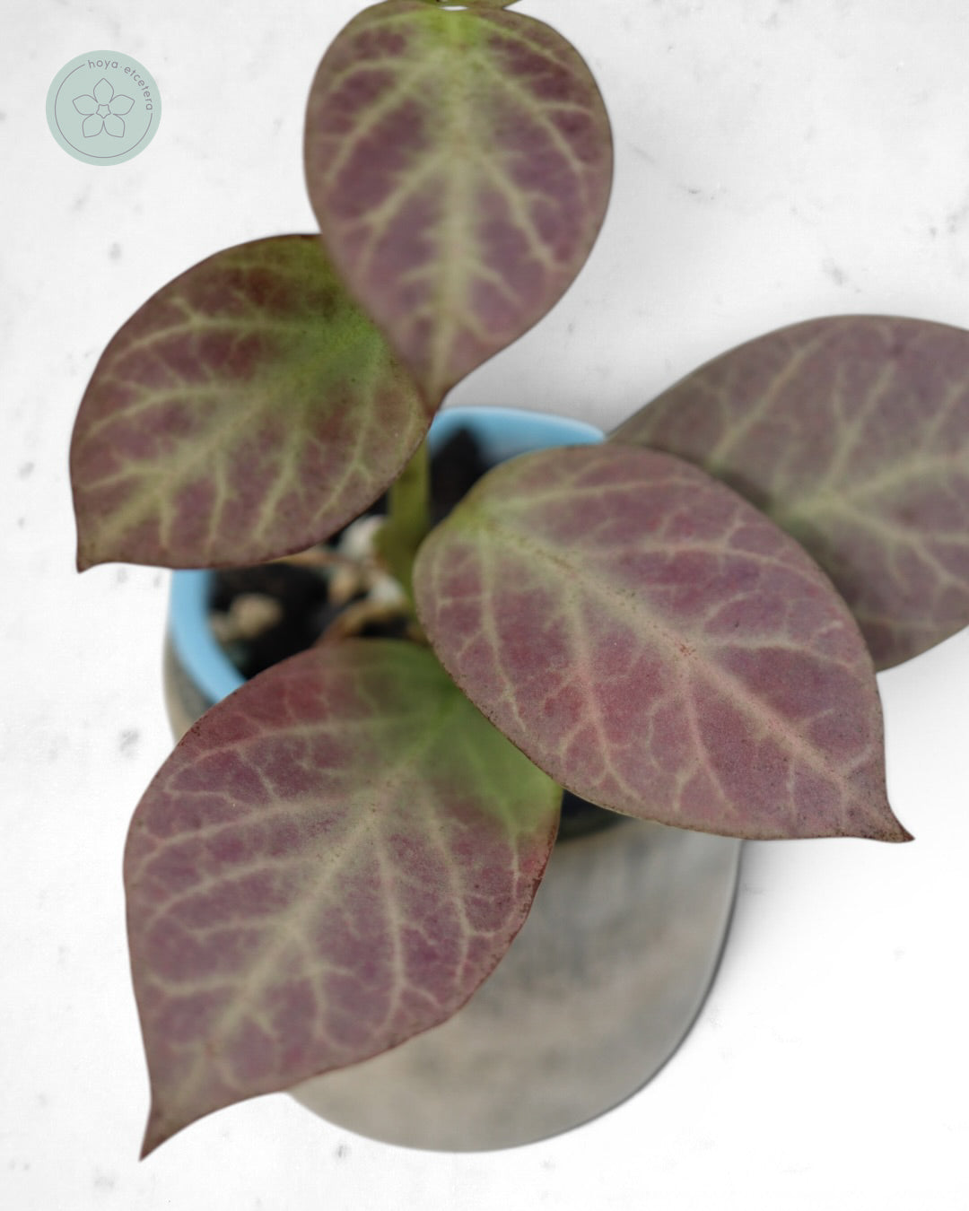 Hoya obscura 'Cryptic Chrome' CML-09-21-A