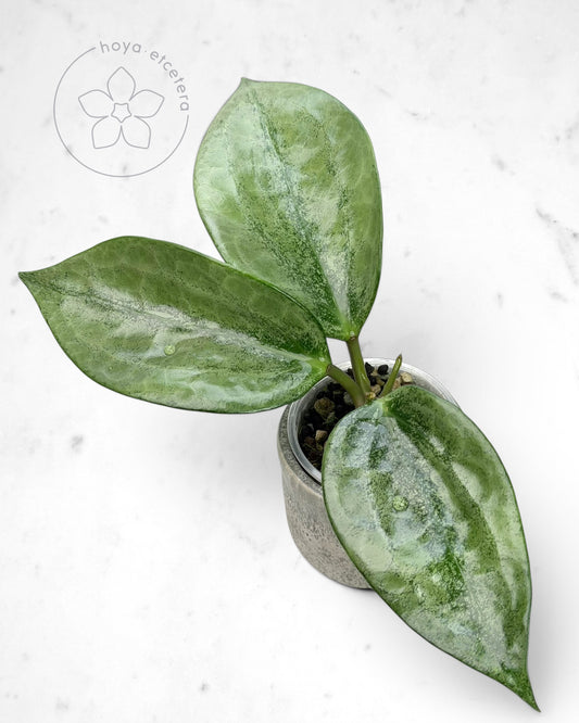 Hoya latifolia 'Rimba Perak' (silver)