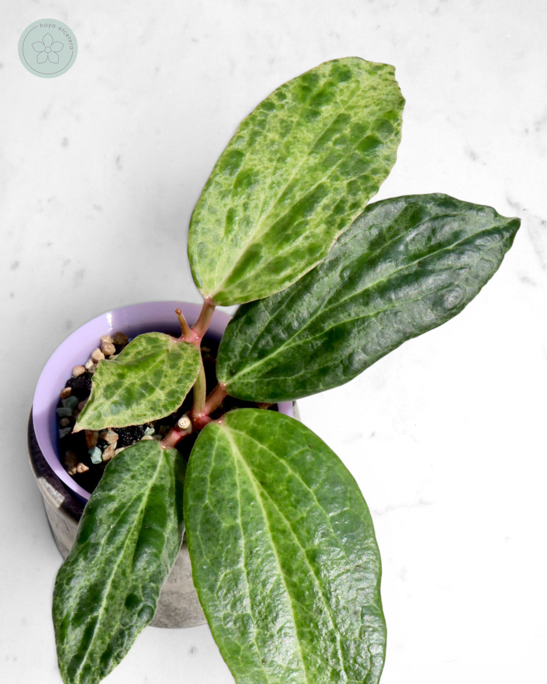 Hoya 'Crocodile'